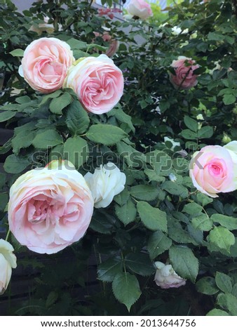 Pink white roses blooming in the countryside garden 