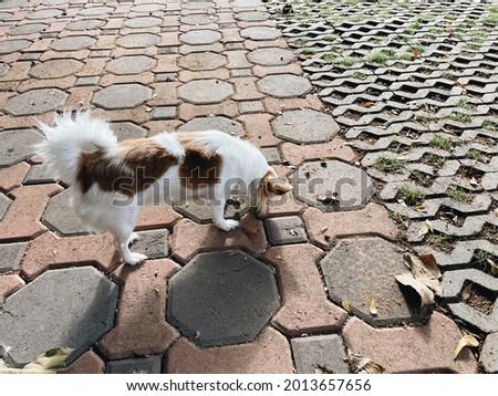 Cute of white and brown chihuahua dog pet animal
