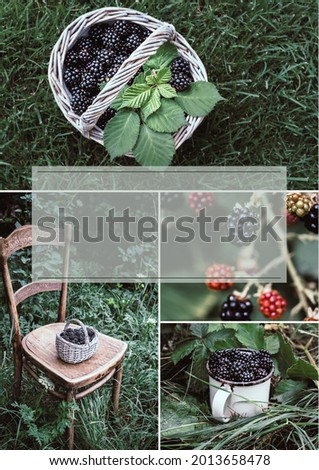 Blackberry Season. Collage of four images with blackberries in the garden. Mood board, vertical template with copy space.