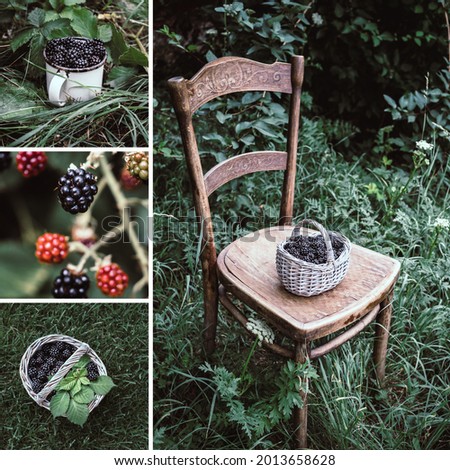 Blackberry Harvesting. Collage of four images with blackberries in the garden. Mood board. Social media template.