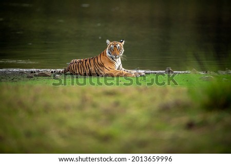 wild bengal female tiger or tigress portrait in natural scenic landscape background of rajbagh lake water at ranthambore national park or tiger reserve rajasthan india - panthera tigris tigris