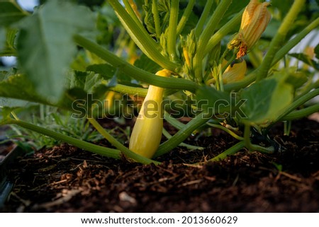 Yellow summer squash on the vine Royalty-Free Stock Photo #2013660629