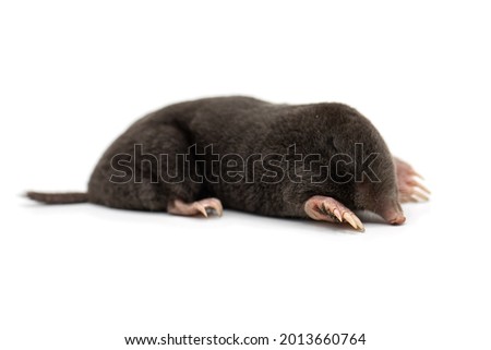 european mole on a white background, Talpa europaea Royalty-Free Stock Photo #2013660764