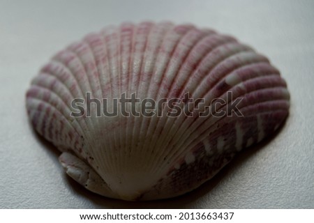 Corals and seashells isolated on white background