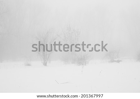 Winter foggy landscape in the park 