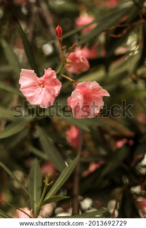 Beautiful pink oleander flowers background for card, poster, wallpaper. Vintage style photo, still life aesthetic. Warm light, soft colors.