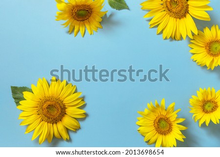 Summertime or autumn concept. Sunflowers with copy space on pastel blue background. Top view flat lay. 