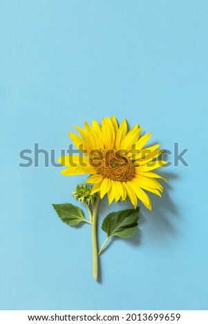 Summer or autumn concept. Sunflower on pastel blue background.Top view flat lay. 