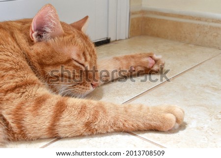 Ginger cat sleeping in front of the door in a house. 