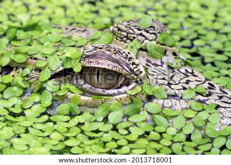 Head young Crocodile camouflage swamp, crocodile head Royalty-Free Stock Photo #2013718001