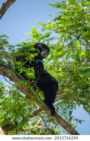 Wild Animals (Siamang sitting on a tree)