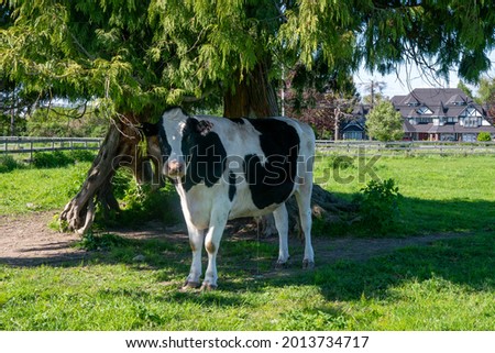 Cows eating grass while cooling under a big tree