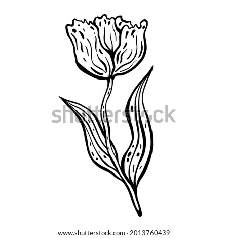 Flower tulip. Hand drawn vector illustration. Monochrome black and white ink sketch. Line art. Isolated on white background. Coloring page.
