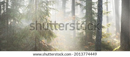 Majestic evergreen forest at sunrise. Mighty spruce trees, moss, green plants. Morning fog, pure sunlight, sunbeams. Idyllic landscape. Nature, seasons, summer. Fairytale, fantasy concepts