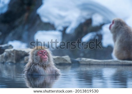 Travel Asia. Red-cheeked monkey. Monkey in a natural onsen hot spring , located in Snow Monkey. Hakodate Nagano, Japan. Royalty-Free Stock Photo #2013819530