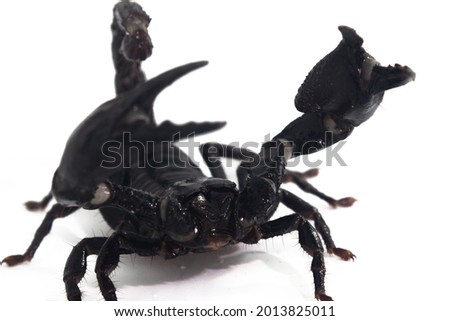 Close up scorpion on isolated on white background.