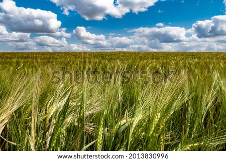field with young green barley under blue sky with clouds. High quality photo