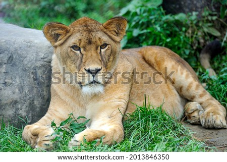 Close Up picture of a lion. A portrait of a lioness relaxing on grass