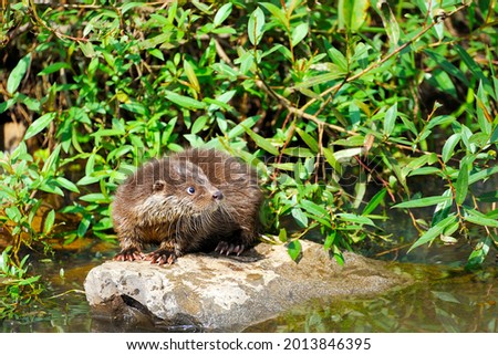 Eurasian river otter baby. Lutra lutra. Wildlife scene