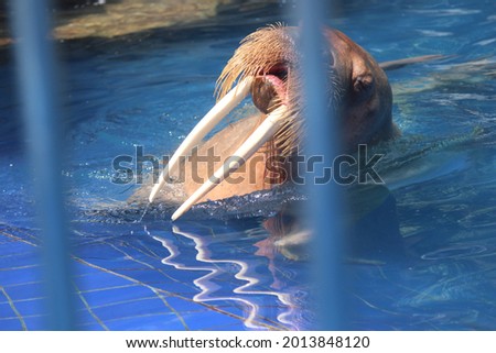 Long teeth Walrus in Thailand