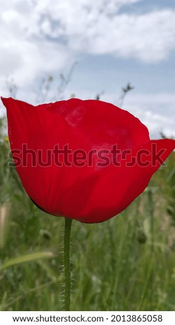 poppy flower, nature, red, flower