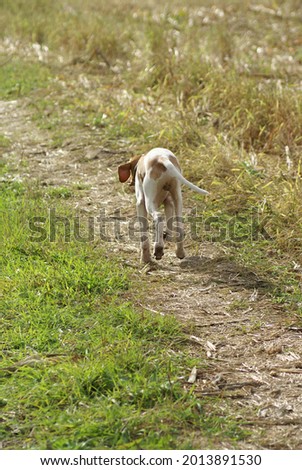 Dog English Pointer hunting. Autumn