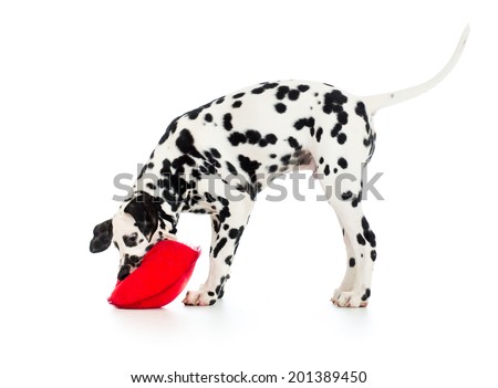 dalmatian puppy dog isolated on white
