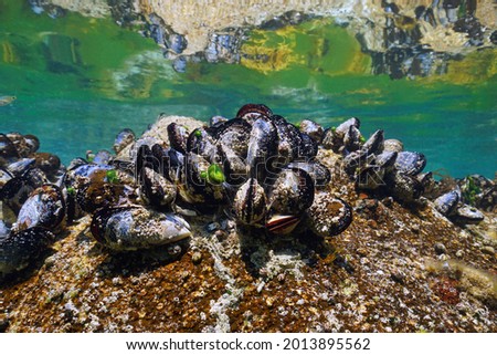 Live blue mussels underwater on a rock in the ocean, Atlantic, Spain, Galicia Royalty-Free Stock Photo #2013895562