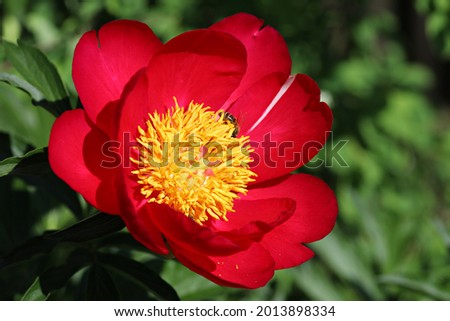 SCARLETT O'HARA PEONY. Red peonies in the garden. Macro photo nature flower peony. Royalty-Free Stock Photo #2013898334