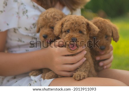  three red toy poodles are sitting in the arms of a girl in the garden. Cute picture of puppies on a floral background