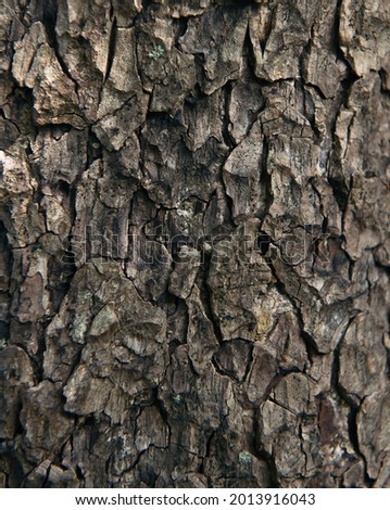the background is made of the bark of an old tree, the texture of the appearance and size. both colors and shapes. selective focus. non-standard background. exclusivity of the product.