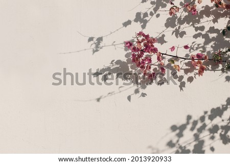 Decorative floral background. Blooming pink Bouganvillea glabra climbing plant against white wall in golden. sunset light. Leaves and branches shadows. Empty copy space. Summer natural banner.
