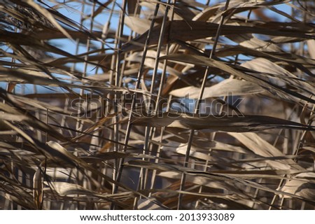 Dry reed plants blowing in the wind, used for thatched roofs, abstract background texture, nature concept, selected focus, narrow depth of field