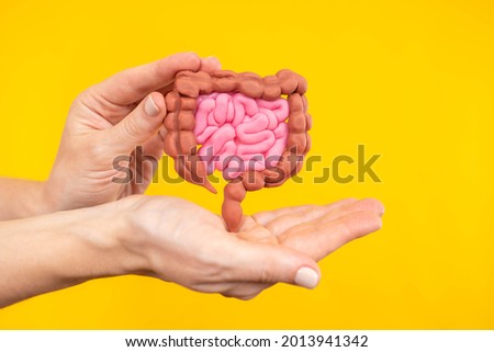 Gastrointestinal tract model. Concept - study of human digestive system. Model of kiesengarian in female hands. Study of human organs. Realistic model of gastrointestinal tract. Study of anatomy. Royalty-Free Stock Photo #2013941342