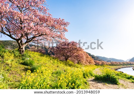 kawazu cherry blossom in izu Japan