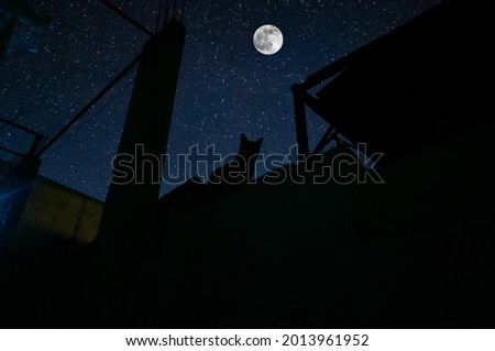 Cat sit on wall in moonlight and looking at full moon. The roof of building cat silhouette at night. Long exposure shot