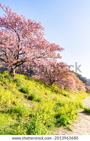 kawazu cherry blossom in izu japan