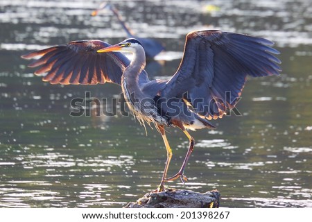 Great Blue Heron, Victoria, BC, Canada Royalty-Free Stock Photo #201398267