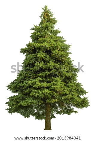 Cutout pine tree. Fir isolated on white background. High quality clipping mask for professional composition. Evergreen tree. Royalty-Free Stock Photo #2013984041