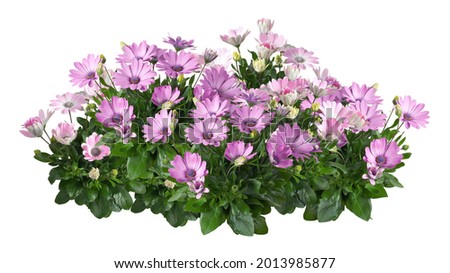 Cutout pink flowers. Flower bed isolated on white background. Flower bush for garden design or landscaping. High quality clipping mask. Royalty-Free Stock Photo #2013985877