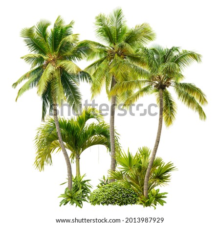 Cut out palm grove. Palm tree isolated on white background. Coconut tree. High quality image for professional composition. Royalty-Free Stock Photo #2013987929