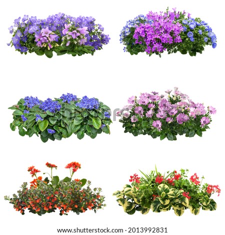 Set of flowers isolated on white background. Cutout plants for garden design or landscaping. High quality clipping mask for professionnal composition. Flower bed. Royalty-Free Stock Photo #2013992831