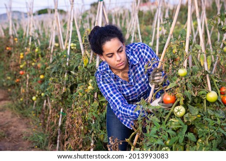 Focused Latina working on farm field on sunny autumn day, harvesting fresh tomatoes. Growing of industrial vegetable cultivars..