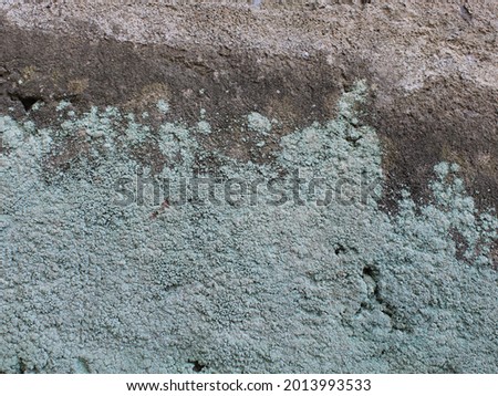 De focussed Texture mossy wall background for quote