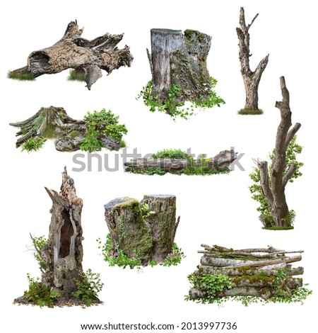 Set of cutout tree stump. Trunk and mossy tree roots. Old tree stub surrounded by green foliage. Dead tree isolated on white background. High quality clipping mask. Royalty-Free Stock Photo #2013997736