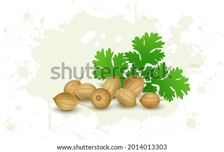 Fresh Coriander seeds vector illustration with green coriander leaves Royalty-Free Stock Photo #2014013303