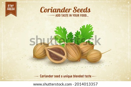 Coriander Seeds with green coriander leaves vector illustration Royalty-Free Stock Photo #2014013357
