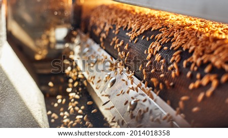 Process of machine drying and antibacterial treatment of freshly picked wheat grains on the factory Royalty-Free Stock Photo #2014018358