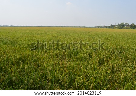 rice plants in the field