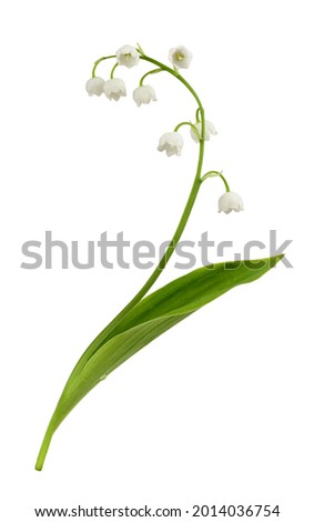 Lily of the valley flower isolated on white Royalty-Free Stock Photo #2014036754